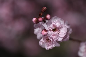 Pink Prunus Blossom 